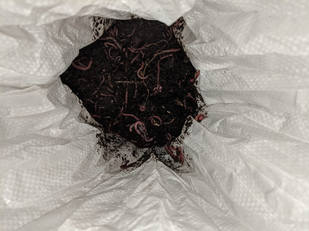 Nahaufnahme der Würmer noch im Sack